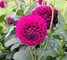 Load image into Gallery viewer, CB Hot Date Dahlia Tuber - CBHD
