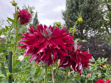 Load image into Gallery viewer, My Hero Dahlia Tuber - MHRO
