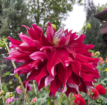 Load image into Gallery viewer, My Hero Dahlia Tuber - MHRO
