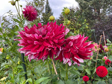 Load image into Gallery viewer, My Hero Dahlia Tuber - MHRO
