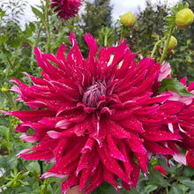 Load image into Gallery viewer, My Hero Dahlia Tuber - MHRO
