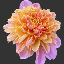 Load image into Gallery viewer, Bees' Choice! Anemone Dahlias (6 Tuber Pack)
