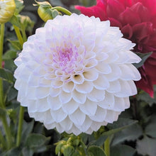 Load image into Gallery viewer, Ferncliff Crevasse Dahlia Tuber - FCRV
