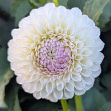 Load image into Gallery viewer, Andrea Lawson Dahlia Tuber - ANLW (5 Pack)

