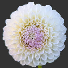 Load image into Gallery viewer, Andrea Lawson Dahlia Tuber - ANLW (5 Pack)

