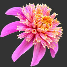 Load image into Gallery viewer, Bees' Choice! Anemone Dahlias (6 Tuber Pack)
