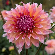 Load image into Gallery viewer, Ash Candy Dahlia Tuber - ASHC (LMIT 1)
