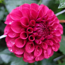 Load image into Gallery viewer, Mission Gypsy Dahlia Tuber - MSGP

