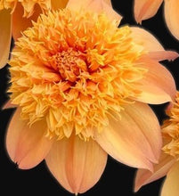 Load image into Gallery viewer, Sandia Brocade Dahlia Tuber - SNDB
