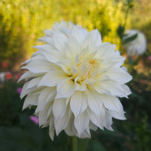 Load image into Gallery viewer, Ash Hilly Dahlia Tuber - ASHH
