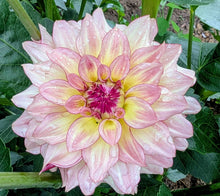 Load image into Gallery viewer, KA Mocha Katie Dahlia Tuber - KAMK
