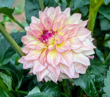 Load image into Gallery viewer, KA Mocha Katie Dahlia Tuber - KAMK
