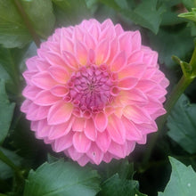Load image into Gallery viewer, Rycroft Pride Dahlia Tuber - RCPRD
