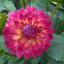 Load image into Gallery viewer, River's Bombaros Dahlia Tuber - RVBB
