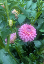 Load image into Gallery viewer, Rycroft Pride Dahlia Tuber - RCPRD
