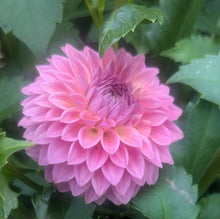 Load image into Gallery viewer, Rycroft Pride Dahlia Tuber - RCPRD

