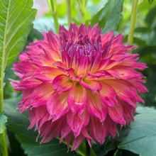 Load image into Gallery viewer, River's Bombaros Dahlia Tuber - RVBB
