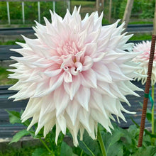 Load image into Gallery viewer, Van Isle Georgia Dahlia Tuber - VIGG
