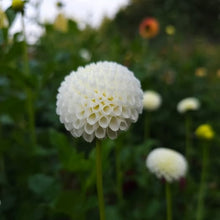 Load image into Gallery viewer, Tiny Treasure Dahlia Tuber - TT
