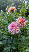 Load image into Gallery viewer, Echo Jose Dahlia Tuber - EJS
