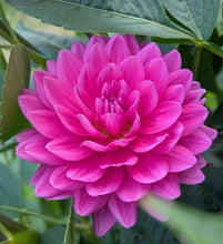 Load image into Gallery viewer, Hollyhill Sweet 16 Dahlia Tuber - HHS16
