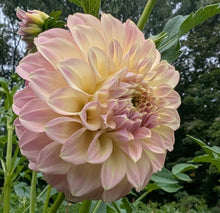 Load image into Gallery viewer, Coorabell Astrid Dahlia Tuber - CRBA
