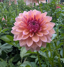 Load image into Gallery viewer, Echo Jose Dahlia Tuber - EJS

