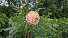 Load image into Gallery viewer, Coorabell Astrid Dahlia Tuber - CRBA
