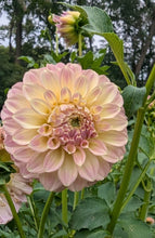 Load image into Gallery viewer, Coorabell Astrid Dahlia Tuber - CRBA
