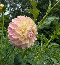 Load image into Gallery viewer, Coorabell Astrid Dahlia Tuber - CRBA
