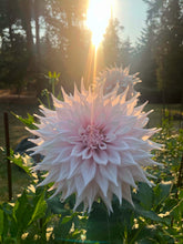 Load image into Gallery viewer, Van Isle Georgia Dahlia Tuber - VIGG
