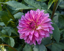Load image into Gallery viewer, River's Watermelon Dahlia Tuber - RVWM
