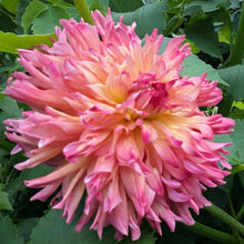 Load image into Gallery viewer, Bloomquist Amazing Dahlia Tuber - BQAMZ
