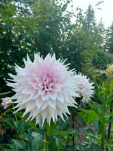 Load image into Gallery viewer, Van Isle Georgia Dahlia Tuber - VIGG
