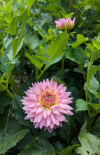 Load image into Gallery viewer, Miss Delilah Dahlia Tuber - MSDL
