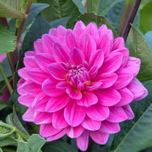 Load image into Gallery viewer, Hollyhill Sweet 16 Dahlia Tuber - HHS16
