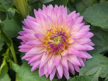 Load image into Gallery viewer, Miss Delilah Dahlia Tuber - MSDL
