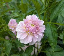 Load image into Gallery viewer, Vista Linda Dahlia Tuber - VSTLN
