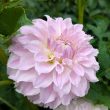 Load image into Gallery viewer, Vista Linda Dahlia Tuber - VSTLN
