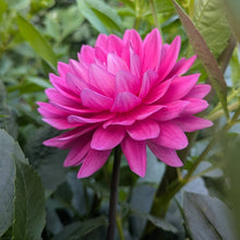 Load image into Gallery viewer, Hollyhill Sweet 16 Dahlia Tuber - HHS16

