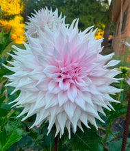 Load image into Gallery viewer, Van Isle Georgia Dahlia Tuber - VIGG
