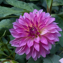 Load image into Gallery viewer, River's Watermelon Dahlia Tuber - RVWM
