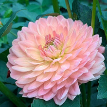 Load image into Gallery viewer, Fawn Dahlia Tuber - FWN
