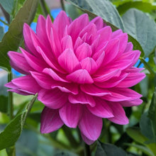 Load image into Gallery viewer, Hollyhill Sweet 16 Dahlia Tuber - HHS16
