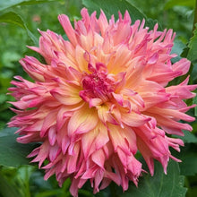 Load image into Gallery viewer, Bloomquist Amazing Dahlia Tuber - BQAMZ
