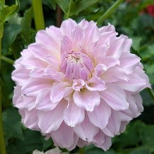 Load image into Gallery viewer, Vista Linda Dahlia Tuber - VSTLN
