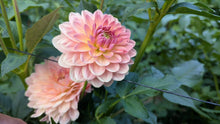 Load image into Gallery viewer, Fawn Dahlia Tuber - FWN
