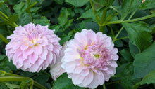 Load image into Gallery viewer, Vista Linda Dahlia Tuber - VSTLN
