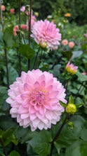 Load image into Gallery viewer, Karma Prospero Dahlia Tuber - KRPR
