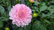 Load image into Gallery viewer, Karma Prospero Dahlia Tuber - KRPR
